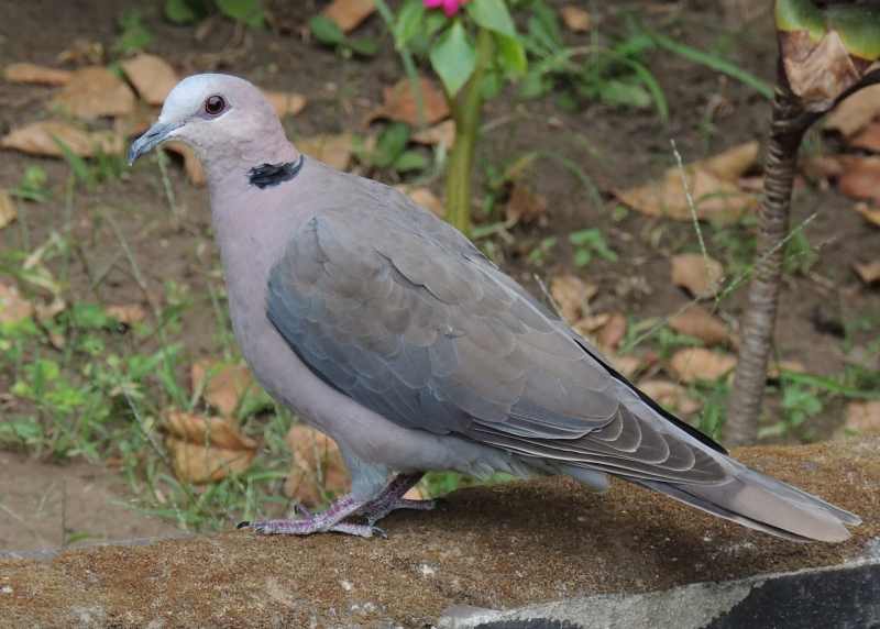 Red-eyed Doves are frequent visitors to gardens