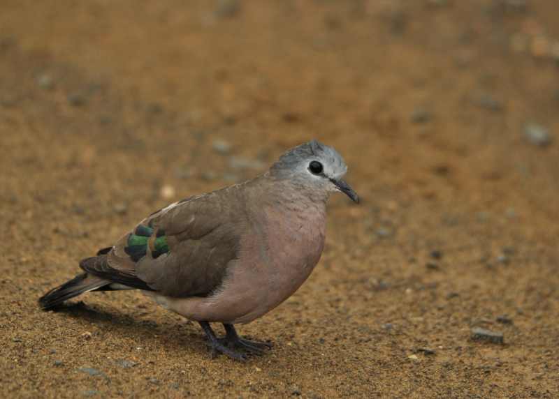 Emerald-Spotted Wood Dove