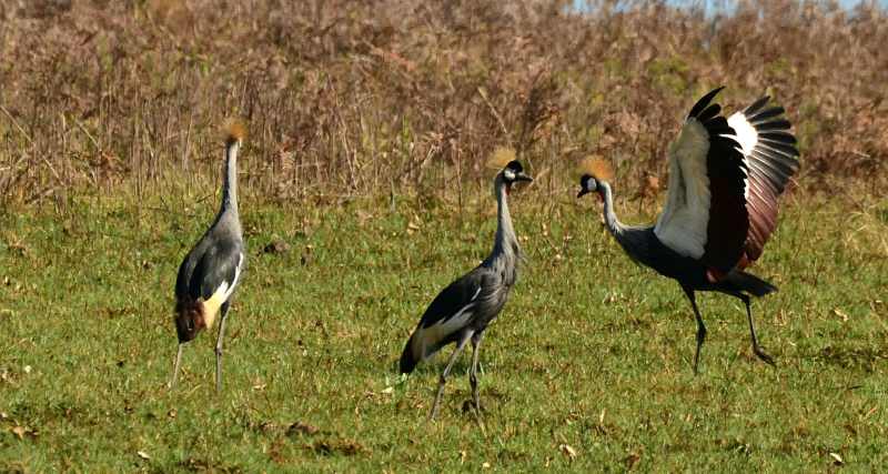 Southern Crowned Cranes breed in Vernon Crookes Nature Reserve