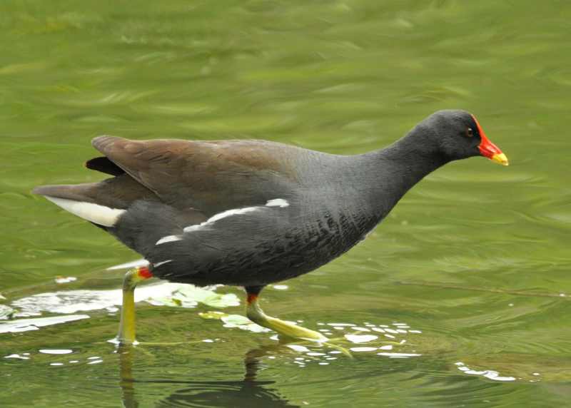 Common Moorhen wading through the water