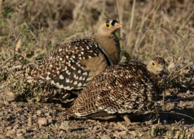 A pair of Double-banded Sandgrouse in Kruger National Park. The male is at the back.