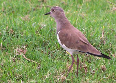 Adult Black-winged Lapwing