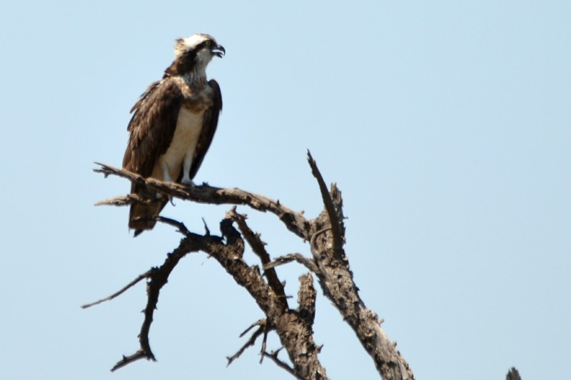 Osprey are normally found near large bodies of water