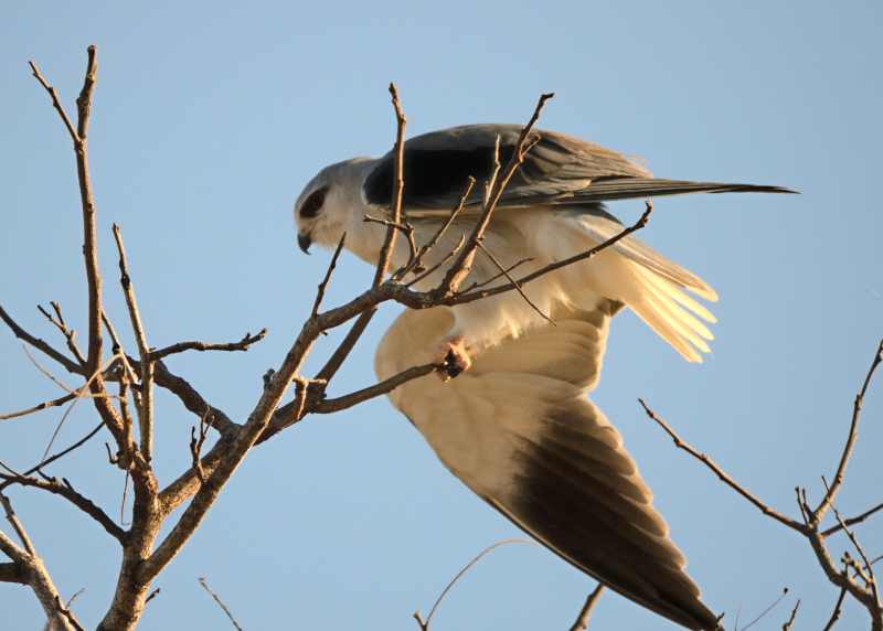 A Black-shouldered Kite looking clumsy as it loses its balance on thin twigs.