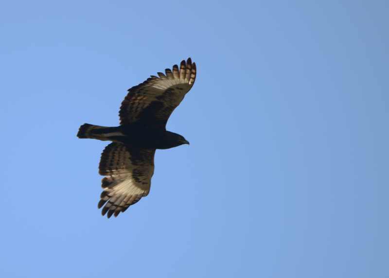 Long-crested Eagle in flight