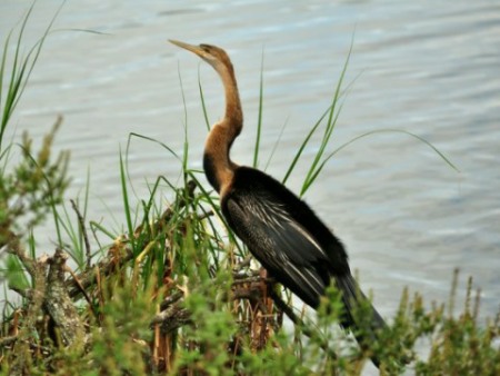 African Darter sunning itself at Kenneth Stainbank Nature Reserve