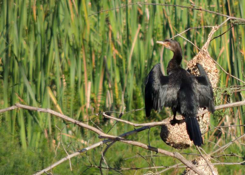 Reed Cormorant sunning itself at Kenneth Stainbank Nature Reserve