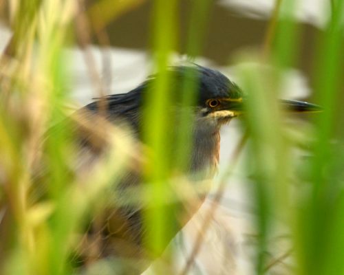 Green-backed Heron amongst the reeds