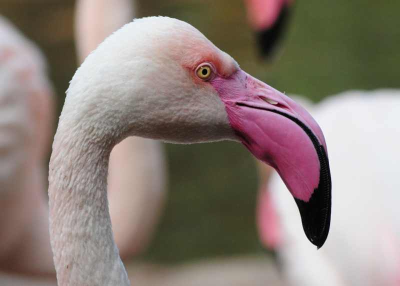 Greater Flamingos have exquisite colouring