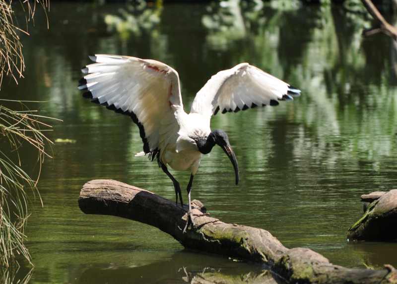 The Sacred Ibis is often found close to water