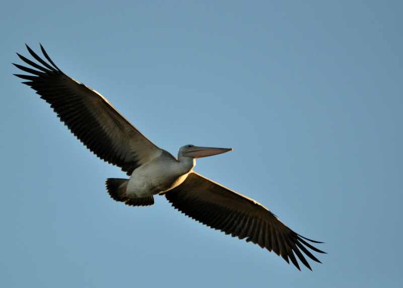 A Pink-backed Pelican shows off its impressive wingspan as it glides over Durban Botanic Gardens