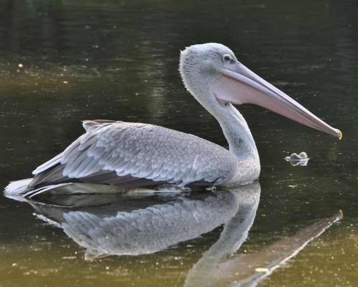 A Pink-backed Pelican bobs along the water while it keeps an eye out for fish