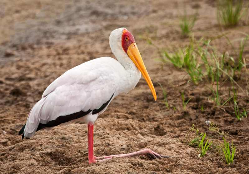 Yellow-billed Storks may be seen in Kruger National Park