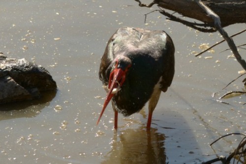 Black Stork feeding on a fish