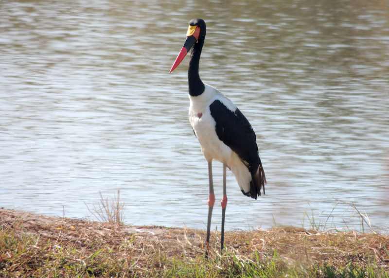 A Saddlebilled Stork photographed at Transport Dam in Kruger National Park
