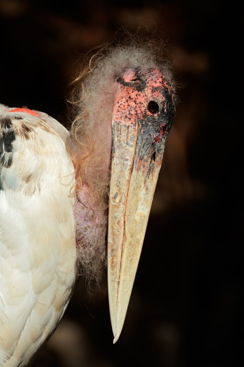 A Marabou Stork portrait