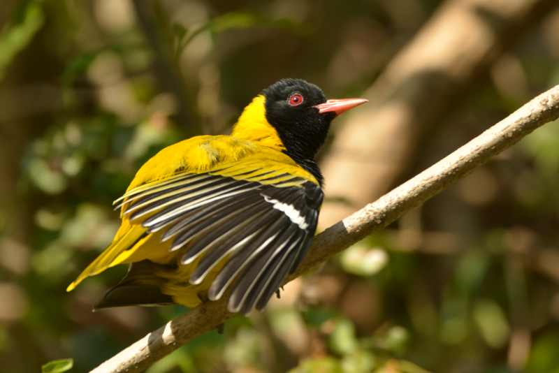 Black-headed Oriole sunning itself in Kenneth Stainbank Nature Reserve