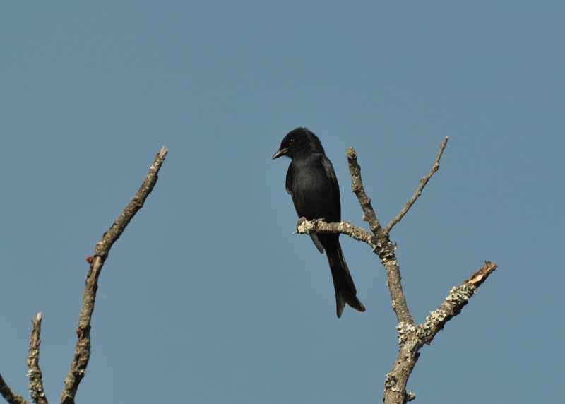 Fork-tailed Drongo showing the distinctive tail shape that gives it its common name