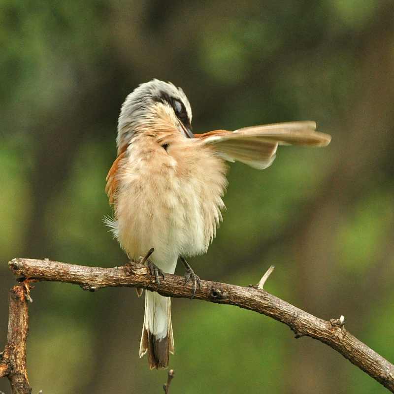A Red-backed Shrike preening in iMfolozi Game Reserve