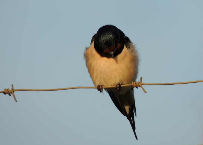 Barn Swallow on a barbed wire fence