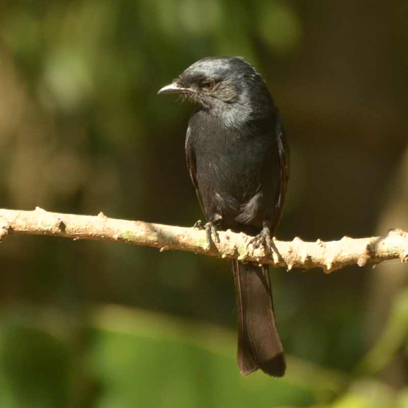 Southern Black Flycatcher in Kenneth Stainbank Nature Reserve