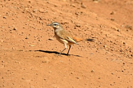Kalahari Scrub Robin looking for insects