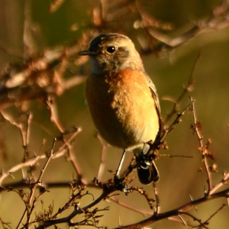 Male African Stonechat