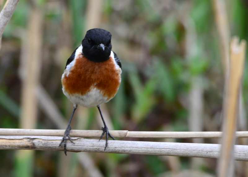 Male African Stonechat