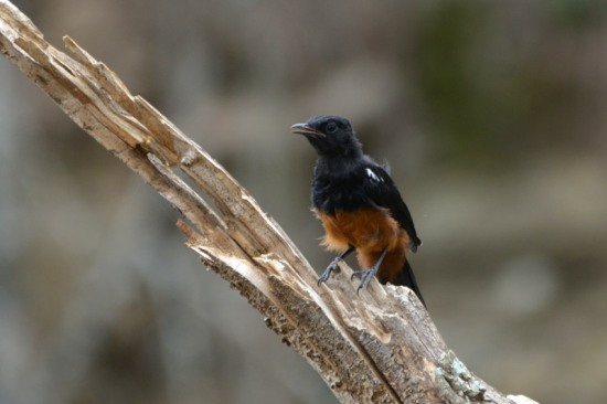 Male Mocking Cliff-Chat
