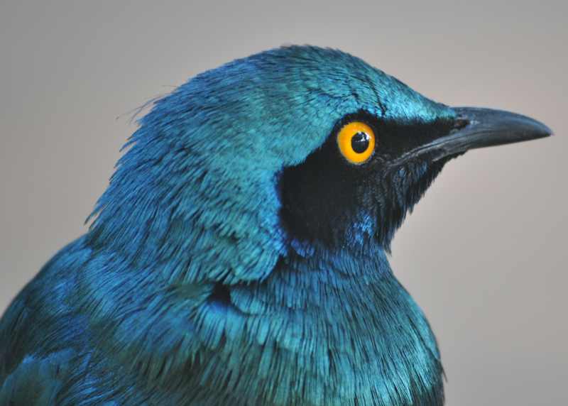 A Greater Blue-eared Starling in Kruger National Park