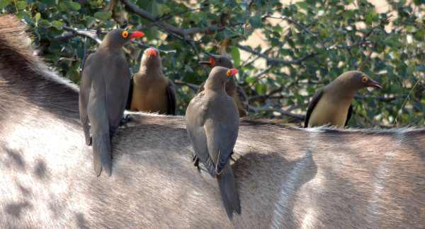A group of Red-billed Oxpeckers on the back of a Kudu in Kruger National Park