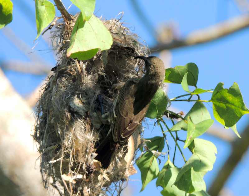 A female Amethyst Sunbird building her nest