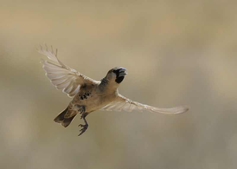 Sociable Weaver in flight