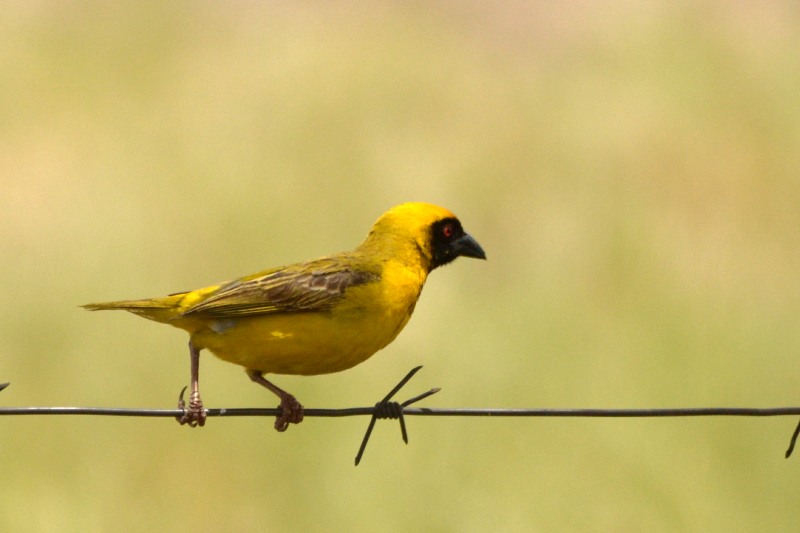 Southern Masked-Weaver male