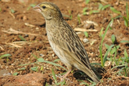 A female Southern Red Bishop