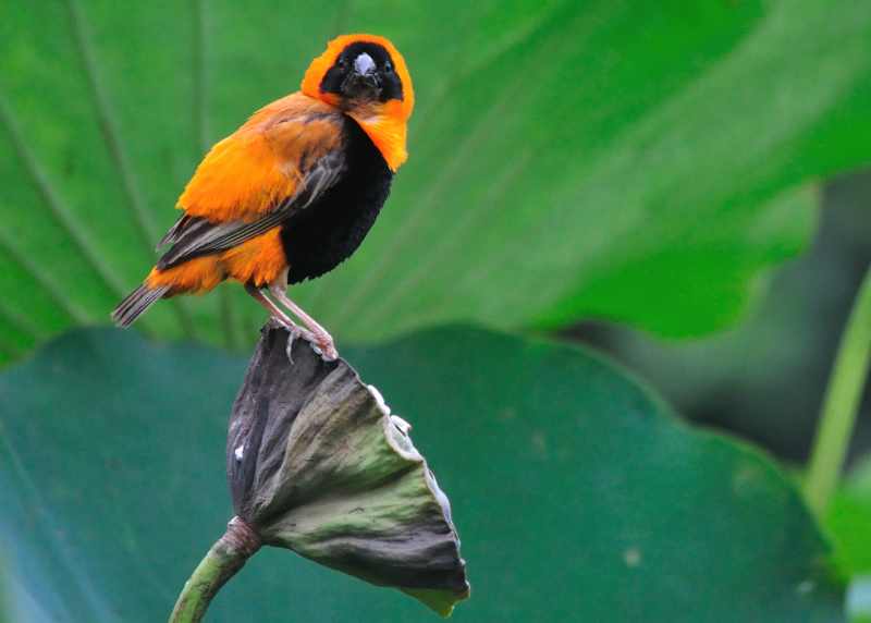 A male Southern Red Bishop in breeding plumage