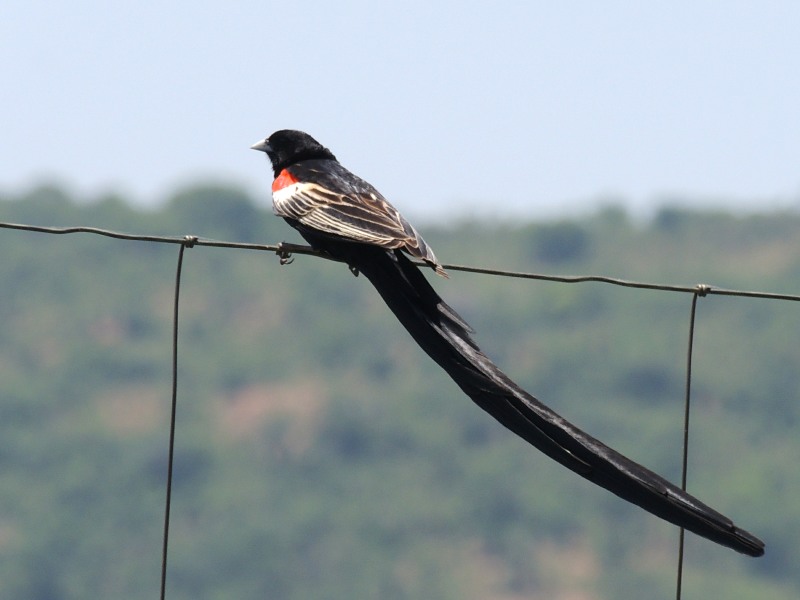 Long-tailed Widowbird male in breeding plumage