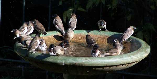 Bronze Mannikins are common visitors to bird feeders and bird baths