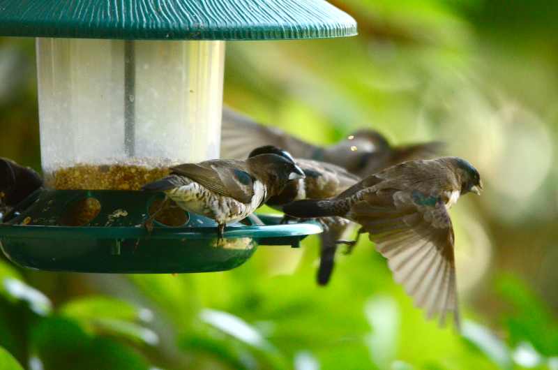 It can get very busy at the bird feeder when a flock of Bronze Mannikins arrive