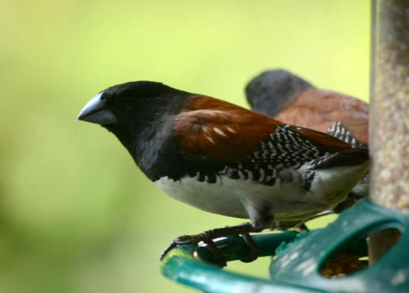 Red-backed Mannikin on a bird feeder