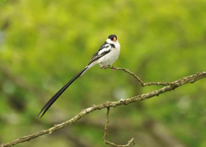 A male Pin-tailed Whydah in breeding plumage. Taken in iMfolozi Game Reserve.