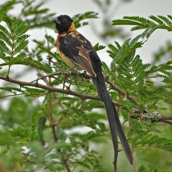 A Long-tailed Paradise Whydah in iMfolozi Game Reserve
