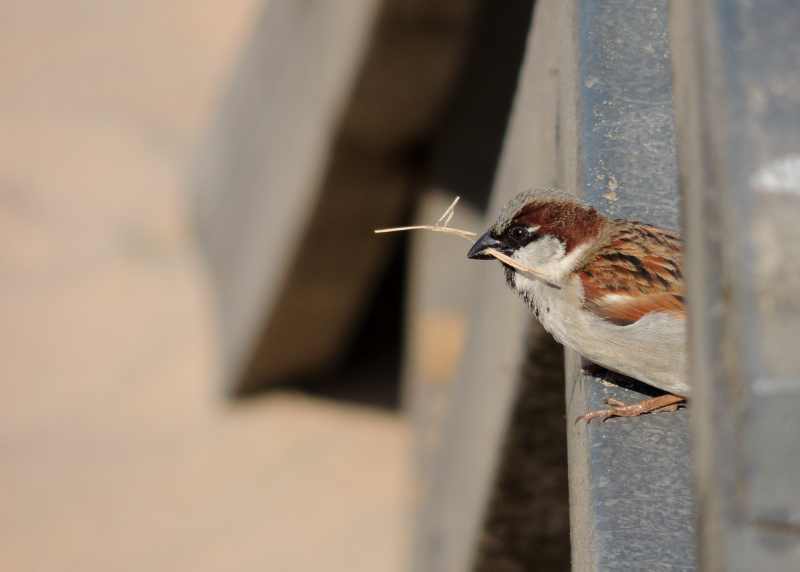 Male House Sparrow with some nesting material at Brighton Beach, Durban