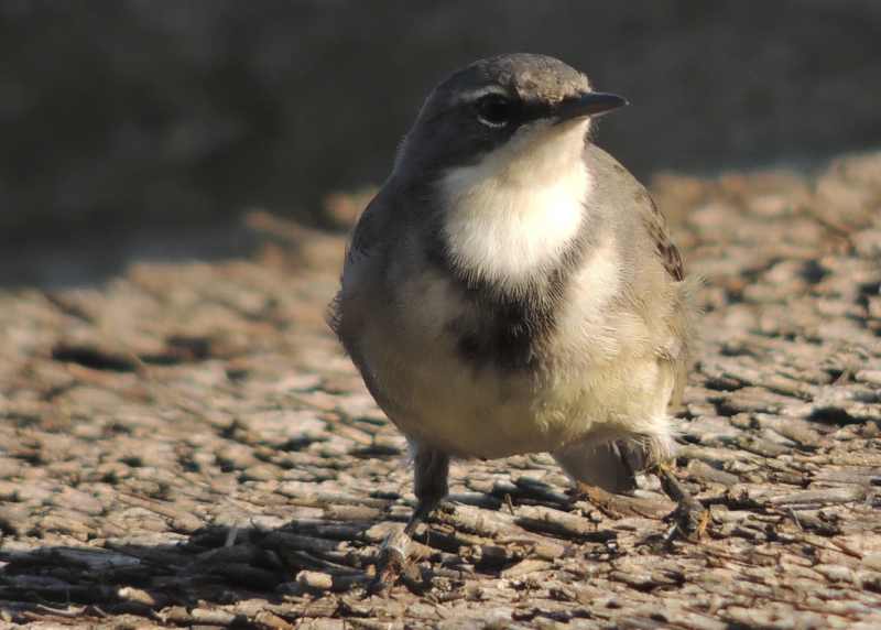 Cape Wagtail on a thatched roof