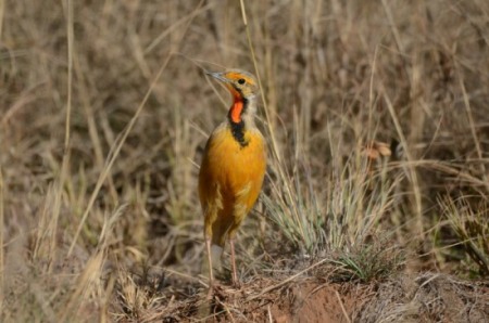 The Cape or Orange-throated Longclaw is a beautiful bird