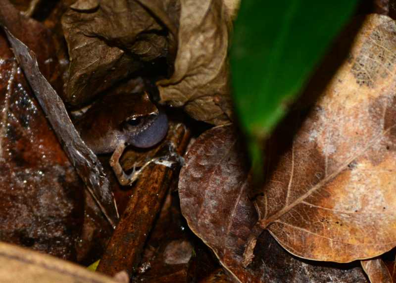 A Bush Squeaker frog calling from amongst the leaf litter