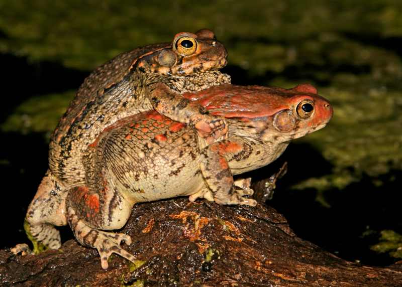 Red Toads mating