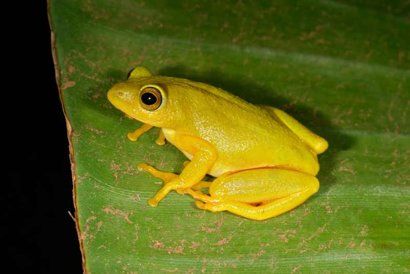 Tinker Reed Frog