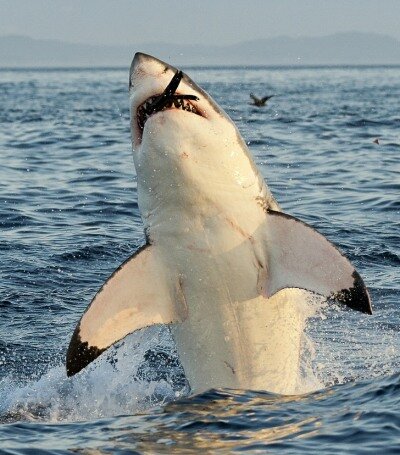 Great White Shark