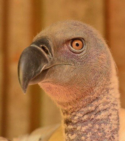 Cape Vulture